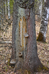 scar on fir tree in tayga