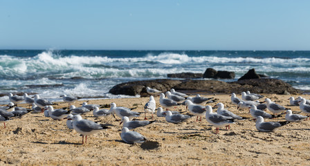 Fototapeta na wymiar Wild pigeons at the beach with sea in background