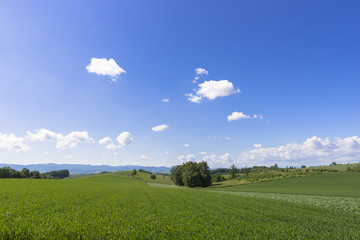 丘の町美瑛の田園風景