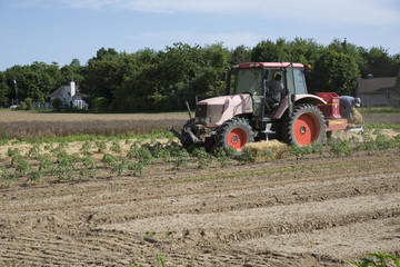 Obraz premium Farm workers laying straw as a mulch for young tomato plants Long Island USA