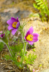 dream grass -  Pulsatilla patens