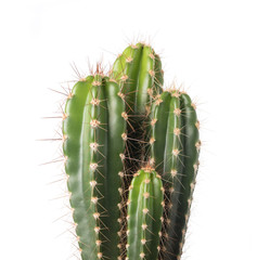 cactus isolé sur blanc