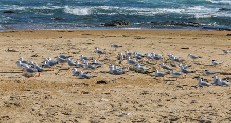 Wild pigeons at the beach with sea in background
