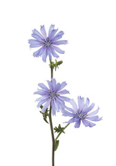 wild chicory