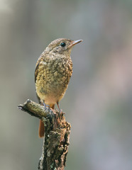 Juvenile Black Redstart