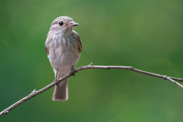 Spotted Flycatcher