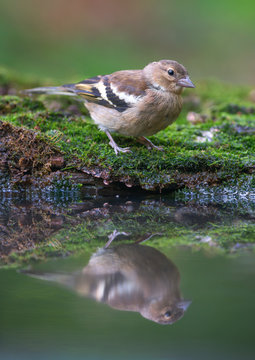 Common Chaffinch Near The Water