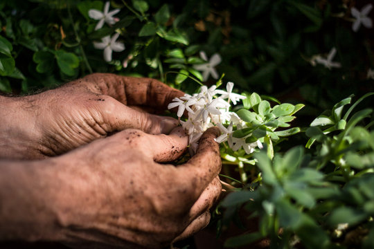 gardener