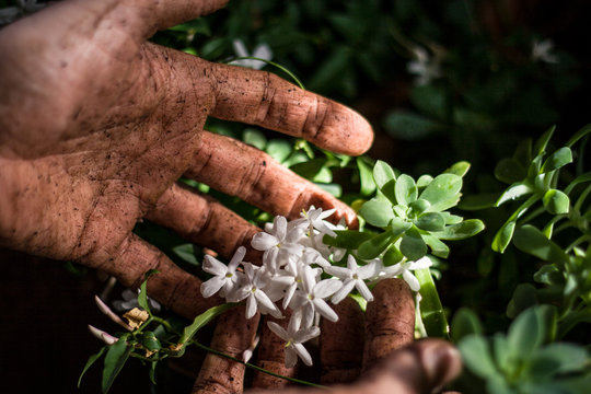 gardener