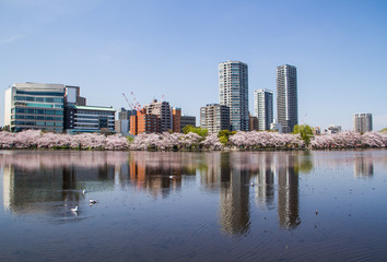 Fototapeta na wymiar Reflection of sakura