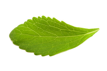 Stevia leaf isolated on white