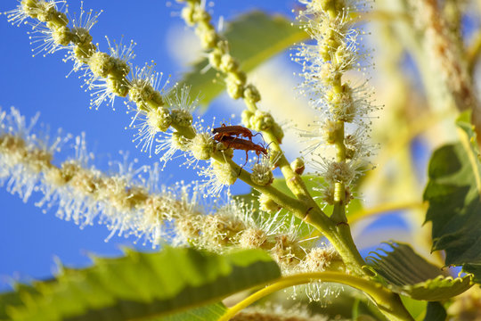 Pareja de escarabajos coraceros copulando en la flor del castaño. La sufrida hembra estaba bien agarrada a una planta. Nombre Raghonycha fulva.