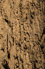 Wood texture