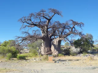 Cercles muraux Baobab baobab sur l& 39 île de Kubu