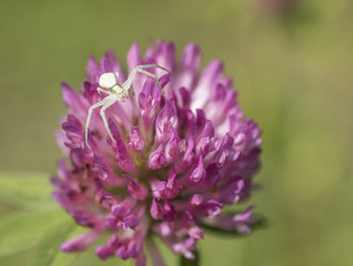 Spider on red-clover flower