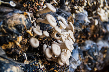 Mushroom farm