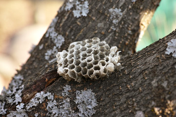  honeycombs of wasp on bird cherry tree trunk