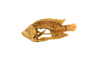 Skeleton of fish - symbol for food shortage and misery. Isolated on white background.