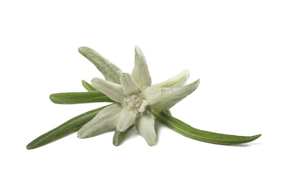 Edelweiss