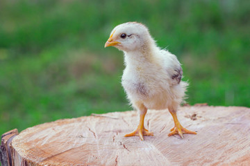 Chicken stump background