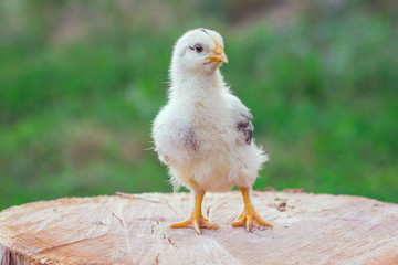 Chicken stump background