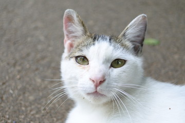 猫と見つめあう 