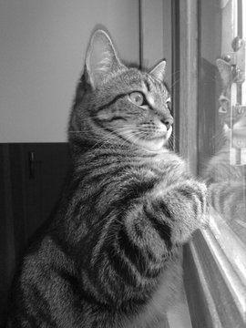 1 Best Chat Tigre Assis Derriere Une Fenetre Images Stock Photos Vectors Adobe Stock 1 Best Chat Tigre Assis Derriere Une Fenetre Images Stock Photos Vectors Adobe Stock
