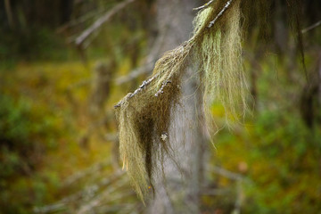 Usnea barbata - old man's beard on the fir branch