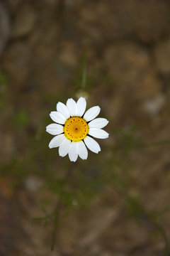 Yalnız Papatya