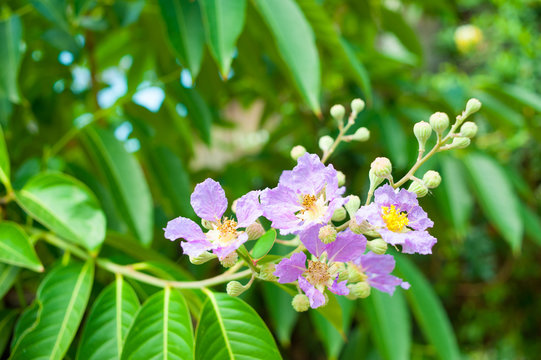 Lagerstroemia speciosa - Queen's flower