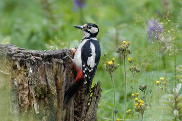 Great Spotted Woodpecker at the stub among grasses and flowers - 86878386