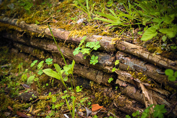 Undergrowth and grass on old fence in garden
