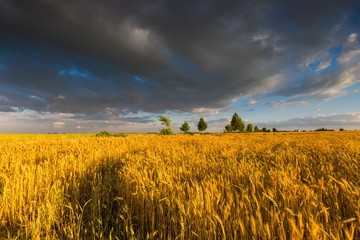 Beautiful landscape of sunset over corn field at summer