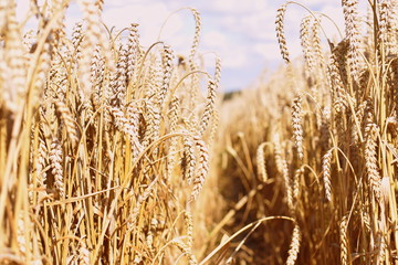 Wheat field in the glaring sun, blurred