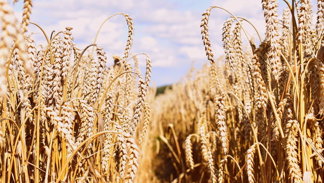 Wheat field in the glaring sun, blurred