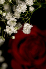 Gypsophila Flowers