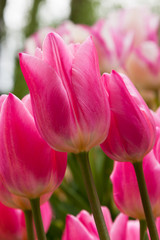 Pink Tulips