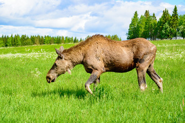 Moose