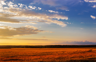 field at sunset