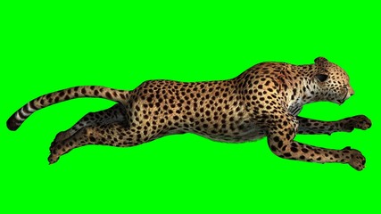 Cheetah - Green Screen
