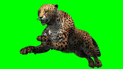 Cheetah - Green Screen