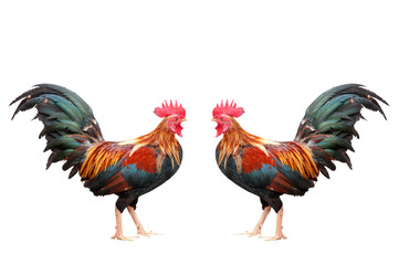 Fototapeta premium Beautiful rooster isolated on white background.