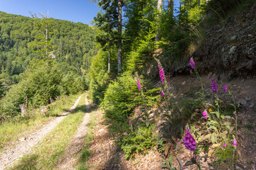 Fleur Digitale pourpre le long du chemin