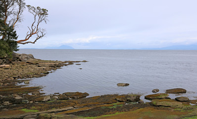 An Arbutus tree reaching out off the shore of Gabriola Island, just off Vancouver Island, in British Columbia, Canada..