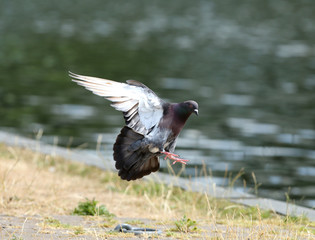 Close up of a Feral Pigeon in flight