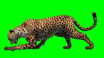 Cheetah - Green Screen