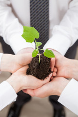 Group of business people holding a green sprout