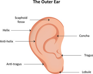 Fototapeta premium The Outer Ear Labeled Diagram