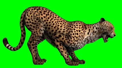 Cheetah - Green Screen