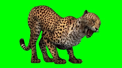 Cheetah - Green Screen